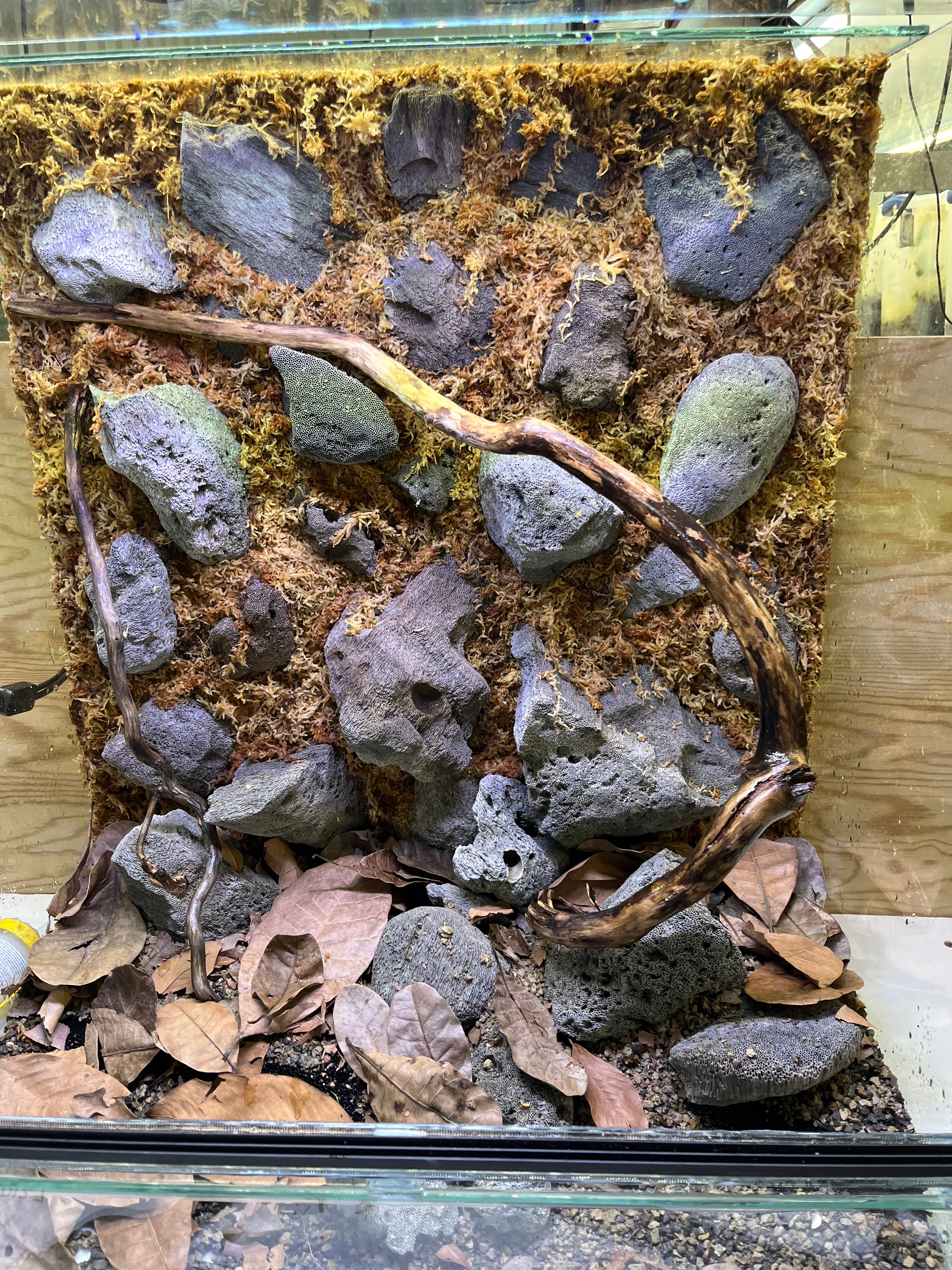 Peruvian Grey Pumice Rocks (Peruvian Grey) 1lb – Understory Enterprises