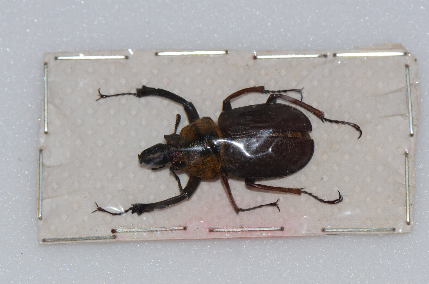 Sphaenognathus xerophilus