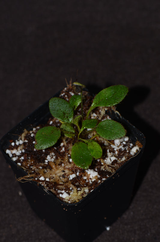 Elaphoglossum aff piloselloides