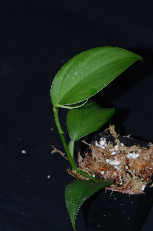 Philodendron sp. "Huallaga"