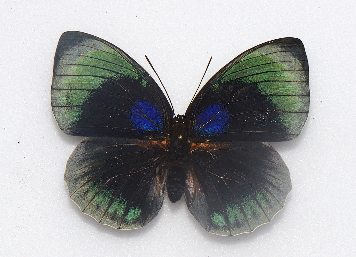 Agrias beatifica lachaumei