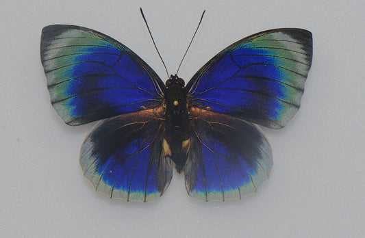 Agrias beatifica lachaumei