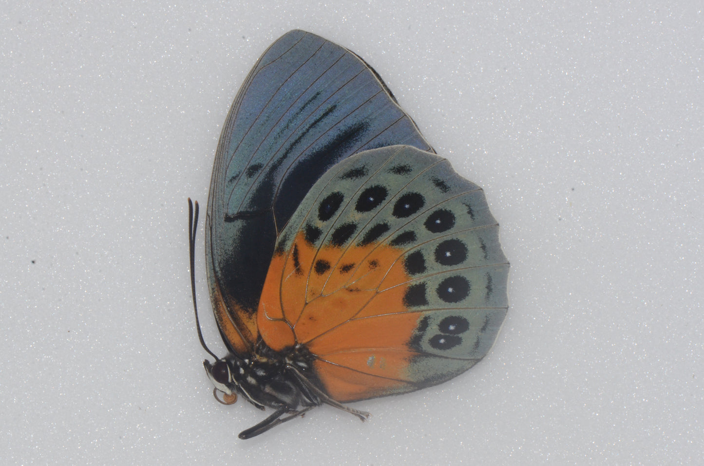 Agrias beatifica lachaumei
