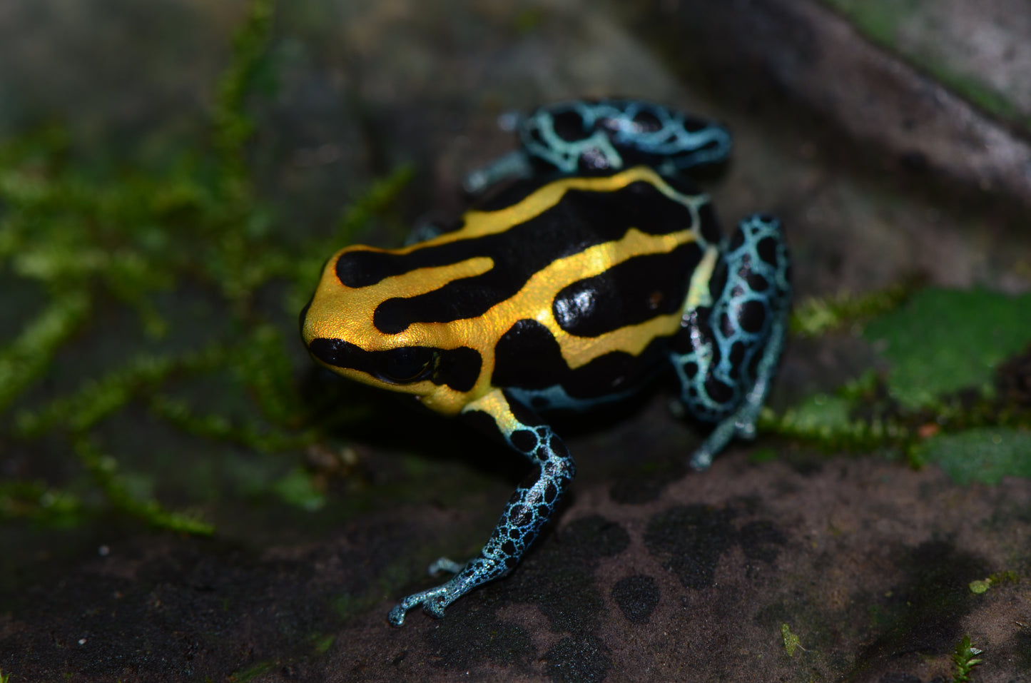 Ranitomeya amazonica "Golden"