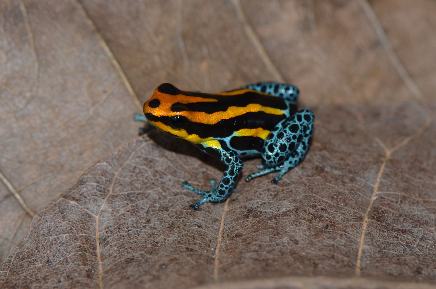 Ranitomeya amazonica "Iquitos Red/Orange"