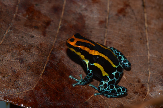 Ranitomeya amazonica "Iquitos Red/Orange"