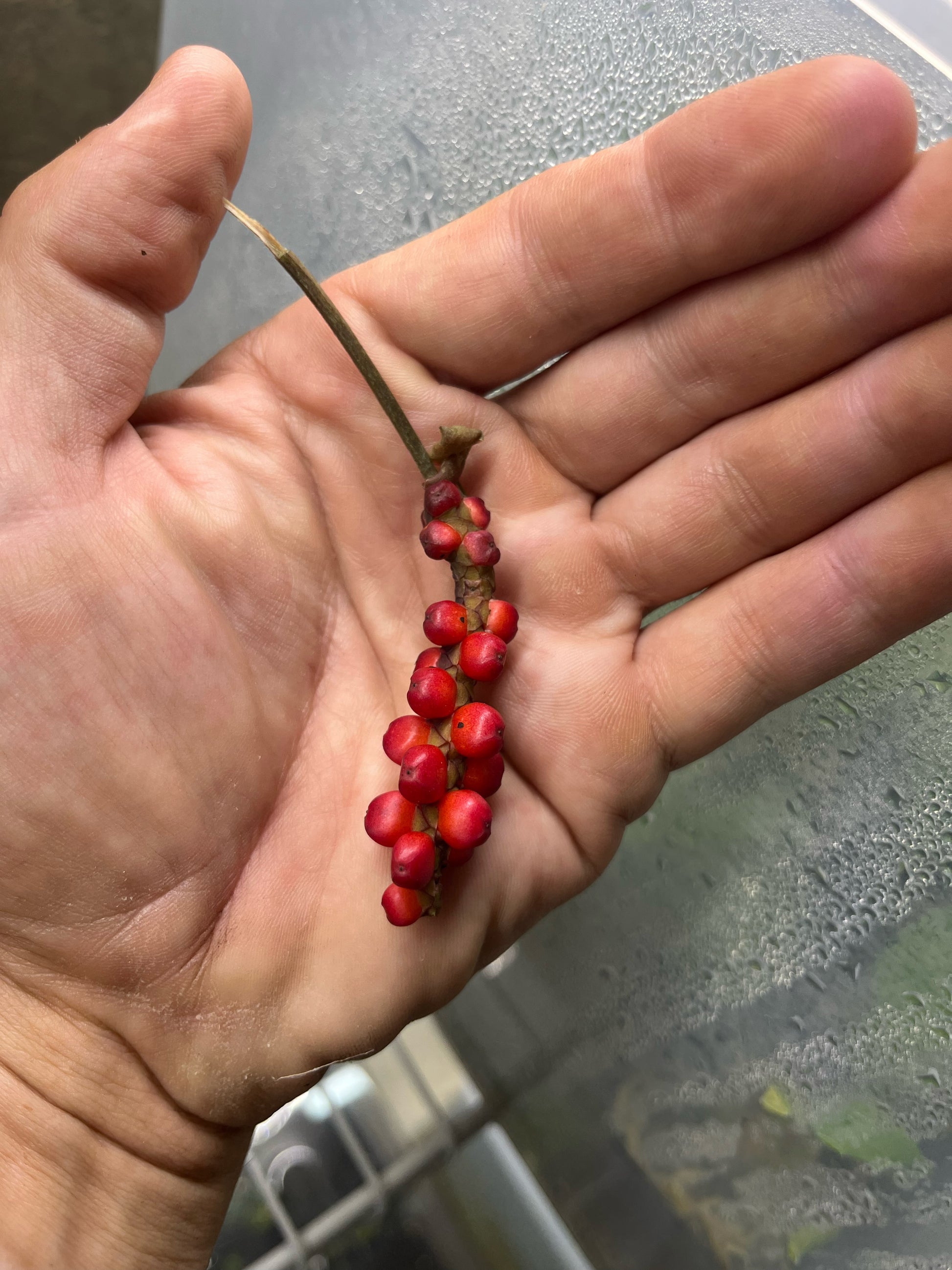 anthurium gracile for sale Anthurium gracile – Understory Enterprises