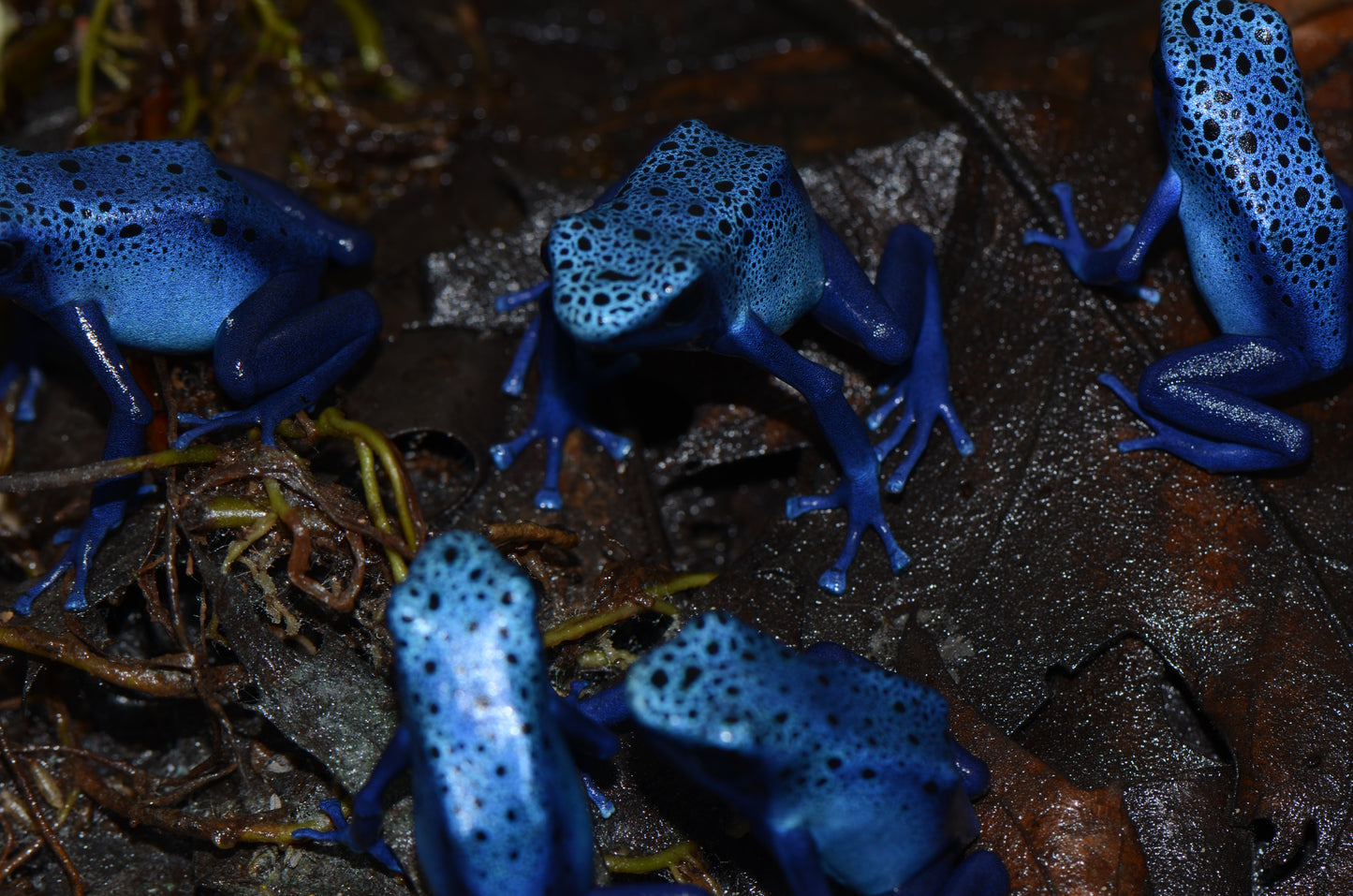 Dendrobates tinctorius "Azureus"