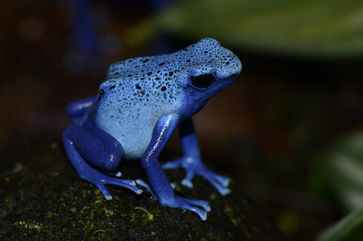 Dendrobates tinctorius "Azureus"