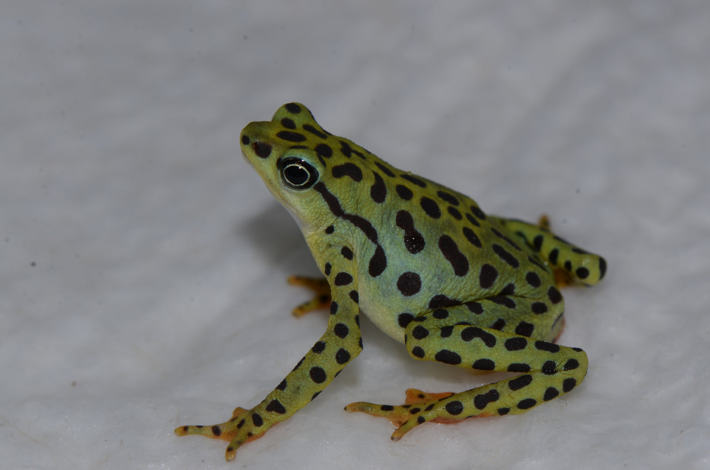 Atelopus balios