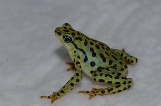 Atelopus balios