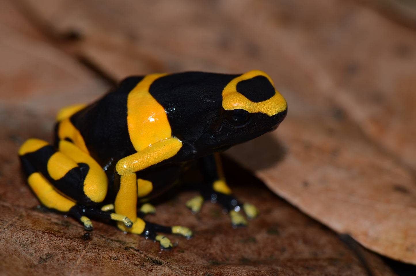 Dendrobates leucomelas "Guyana Banded"