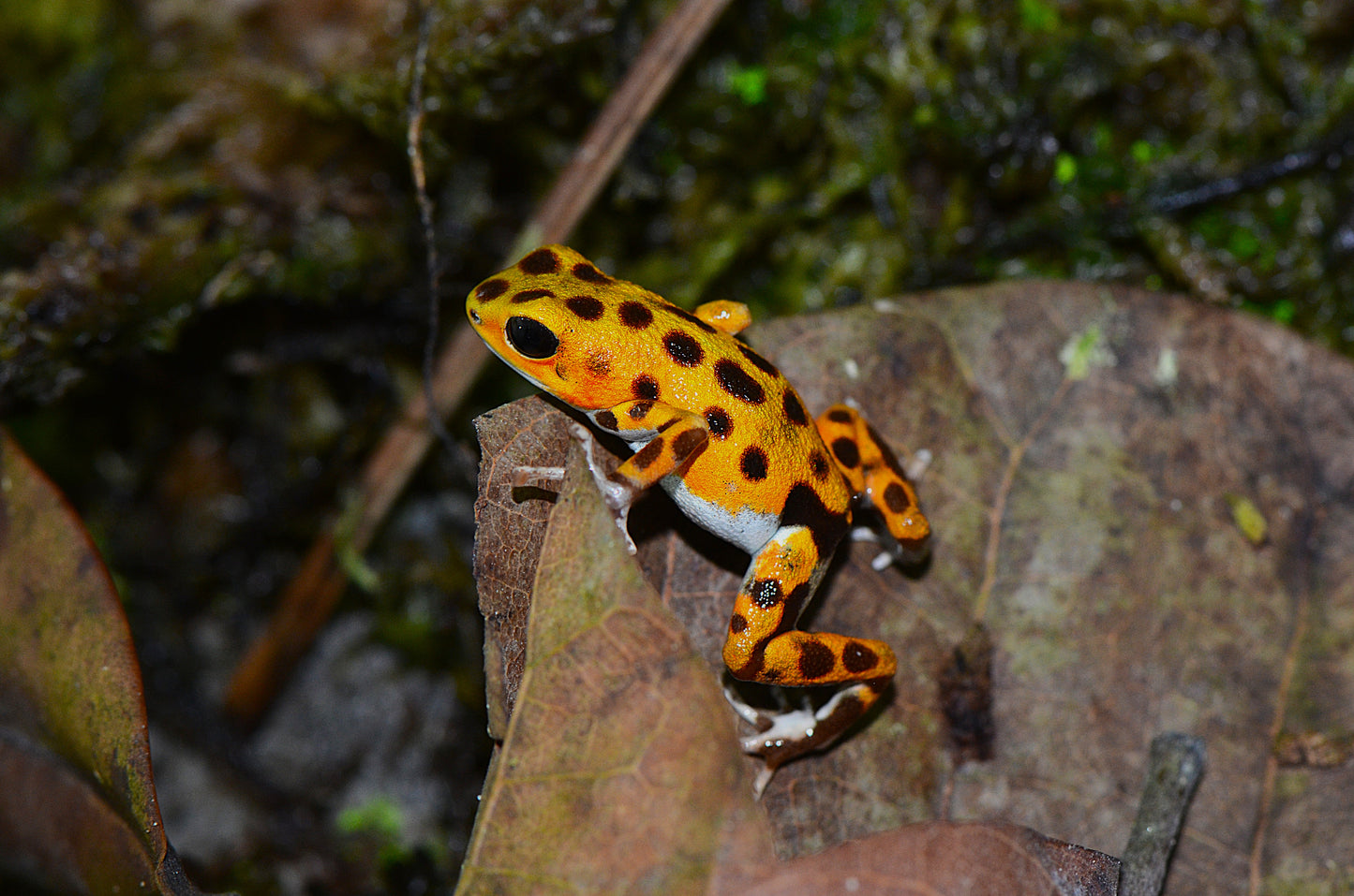 Oophaga pumilio "Bastimentos"