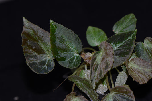 Begonia burkillii