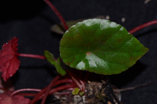 Begonia coriacea