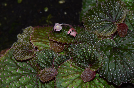 Begonia ocellata