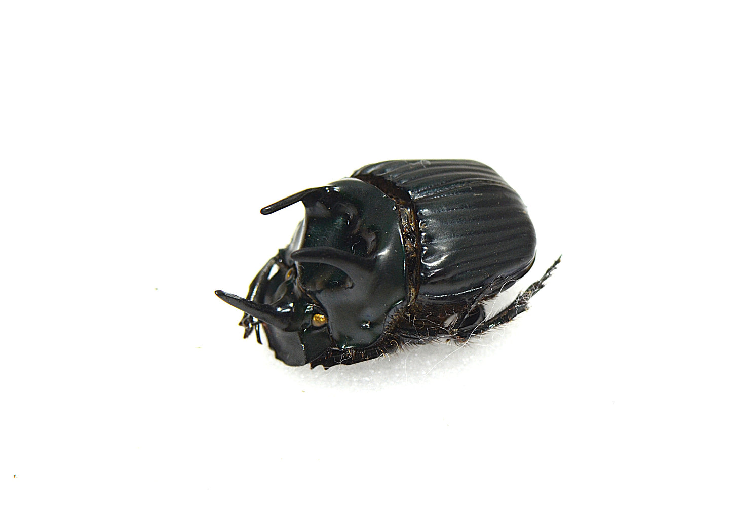 Coprophaneus sp. Black (Peru)