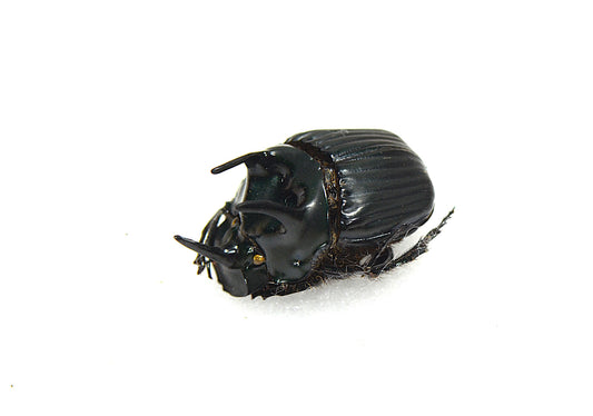 Coprophaneus sp. Black (Peru)