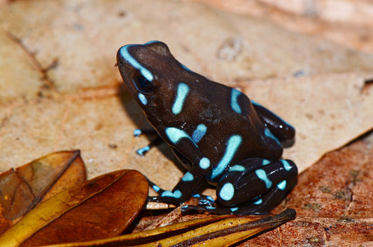 Dendrobates auratus "Blue and Bronze"