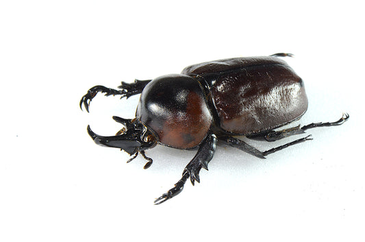 Brachysiderus aff. quadrimaculatus (Dark)