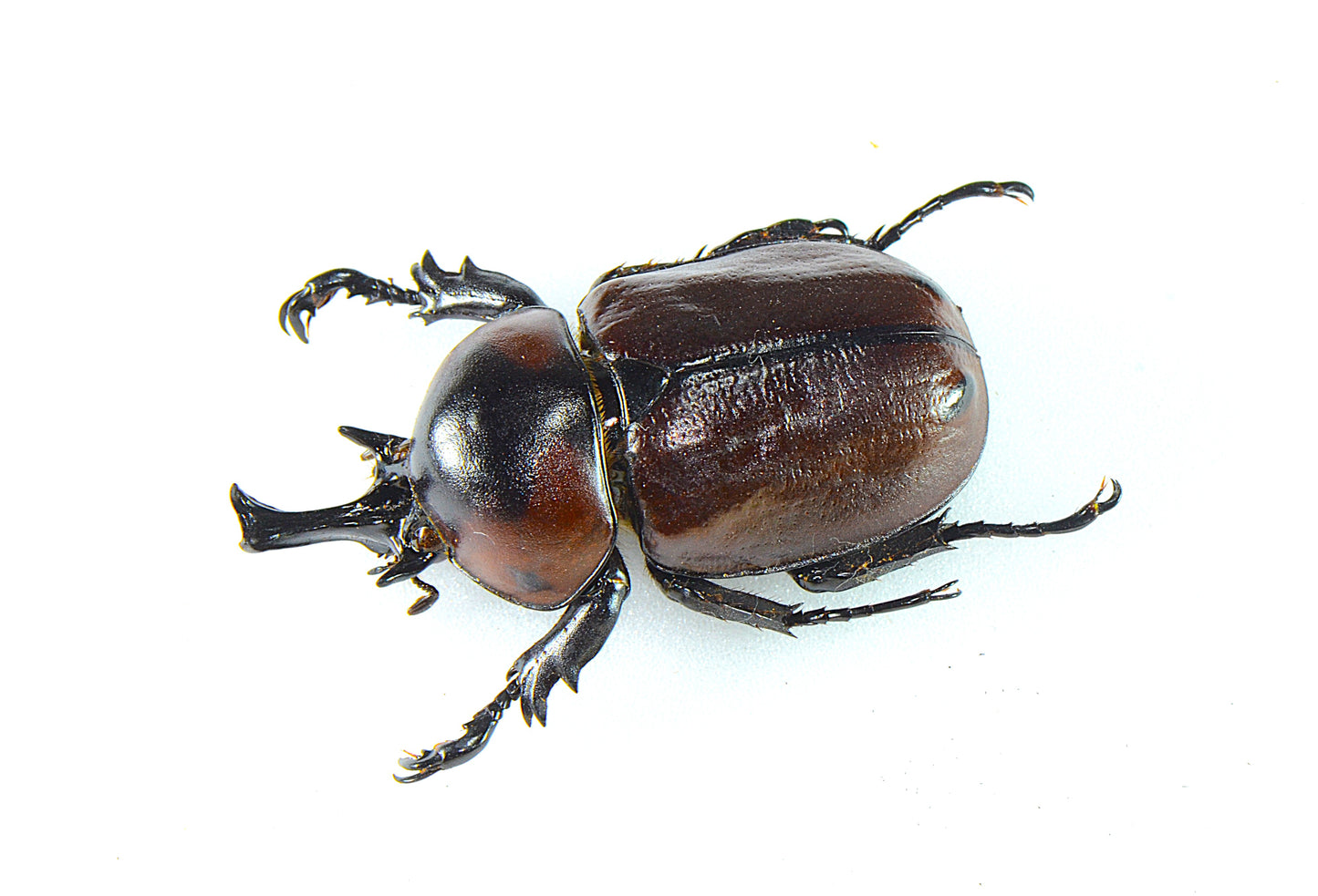 Brachysiderus aff. quadrimaculatus (Dark)