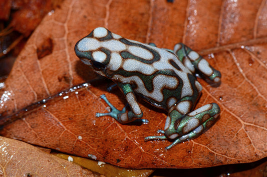 Dendrobates auratus "Campana"