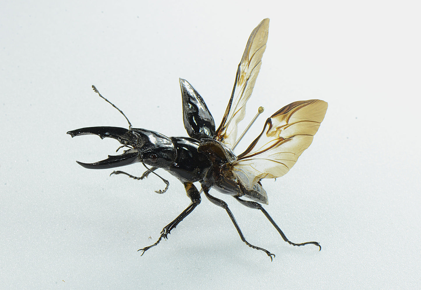 Cantharolethrus aff. azambrei