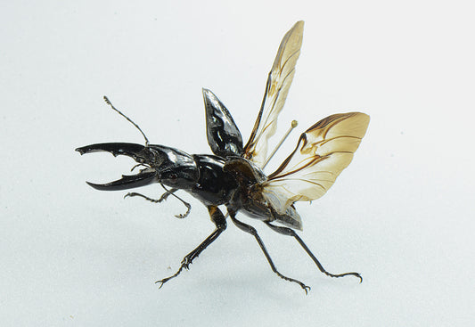 Cantharolethrus aff. azambrei
