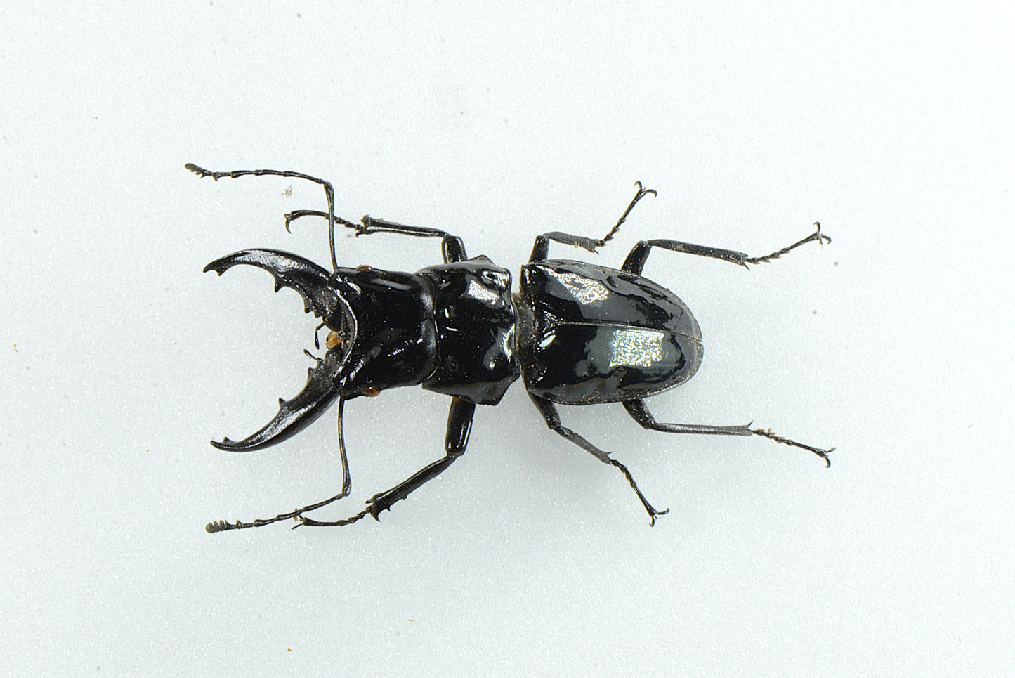 Cantharolethrus aff. azambrei