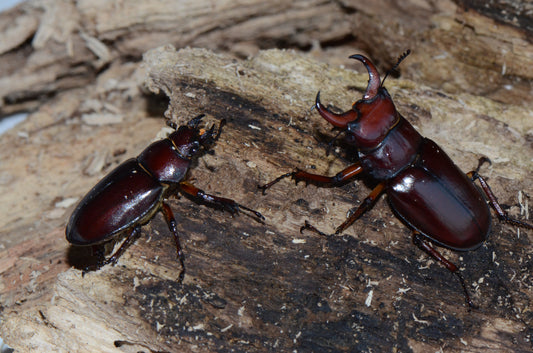 Lucanus capreolus Grub Kit