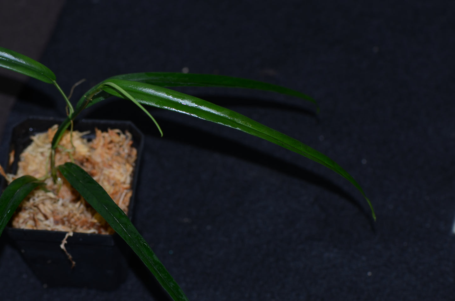 philodendron elongated leaf Philodendron aff. chinchamayense "Long Leaf" – Understory Enterprises