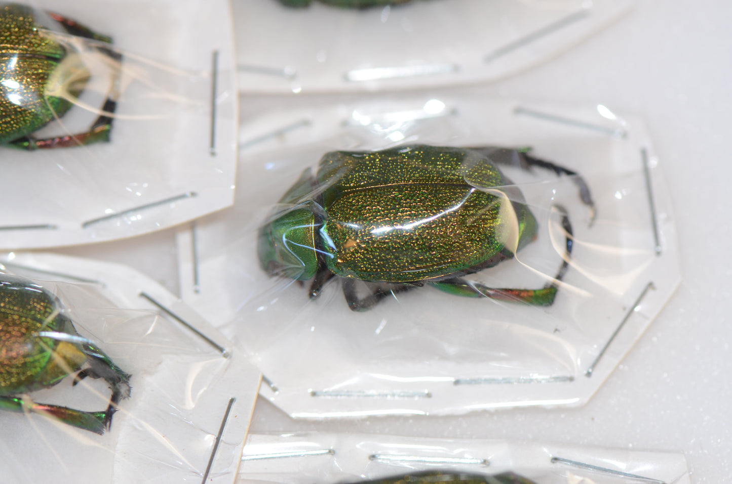 Chrysophora chrysochlora