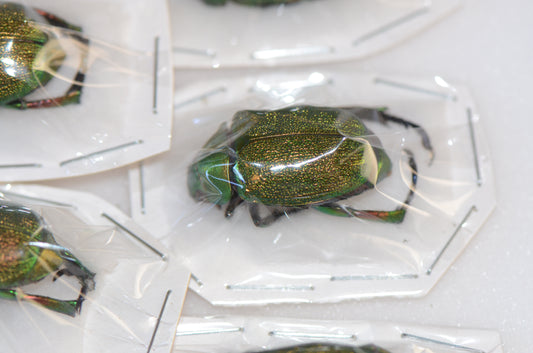 Chrysophora chrysochlora