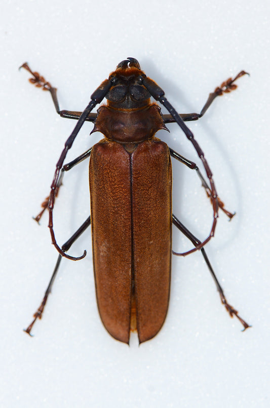 Callipogon cinnamomeus