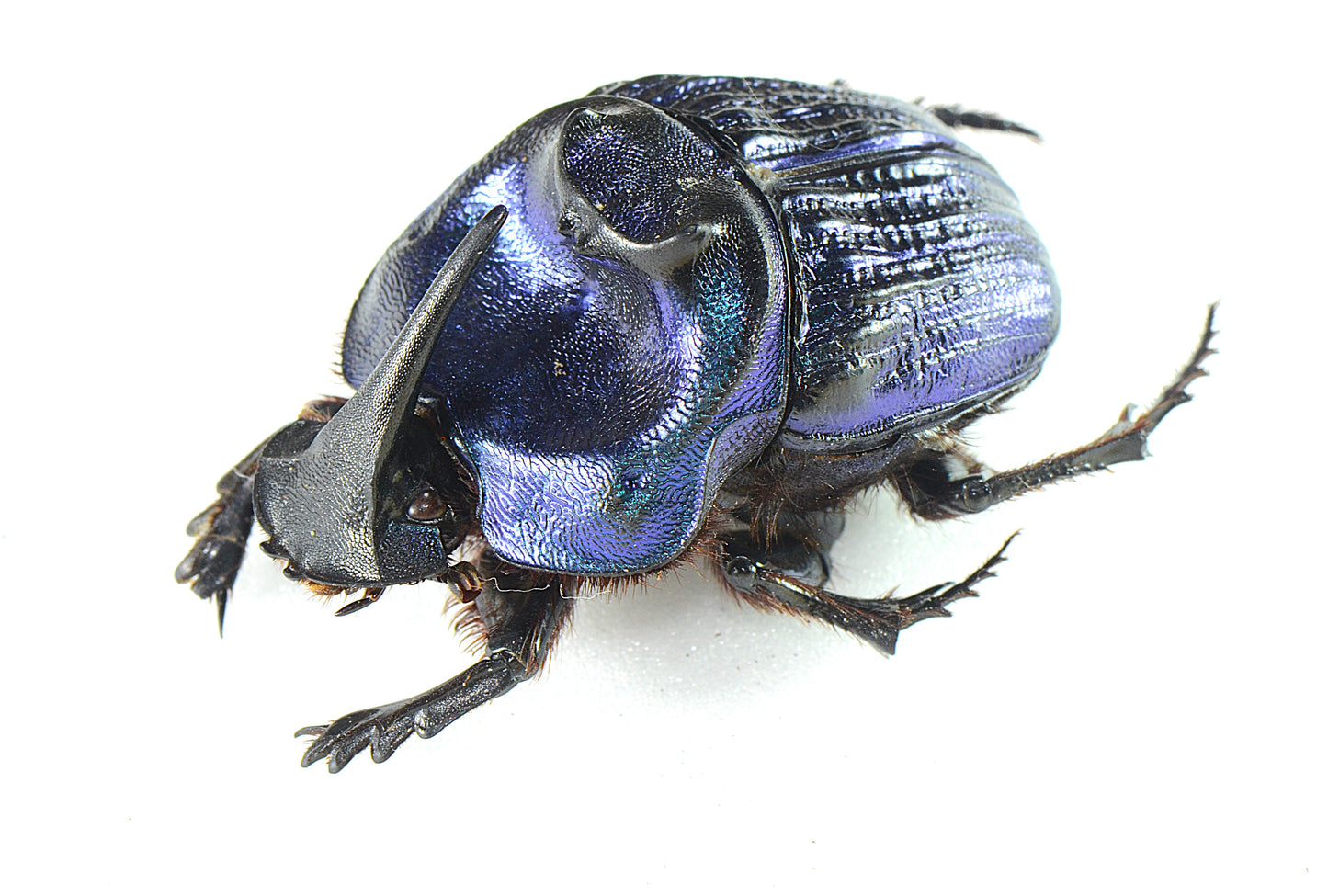 Copraphaneus lancifer