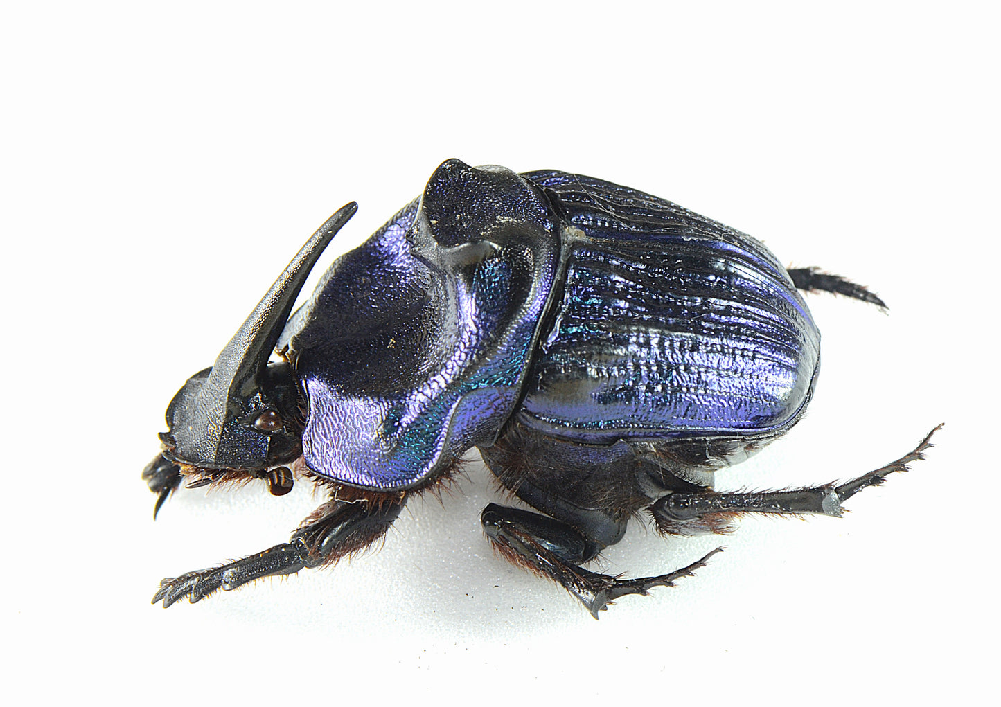 Copraphaneus lancifer