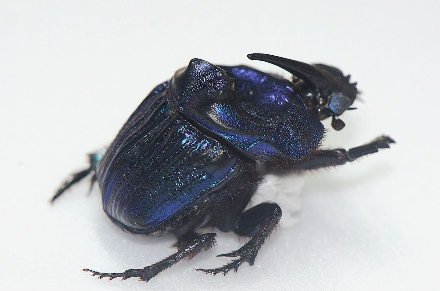 Copraphaneus lancifer