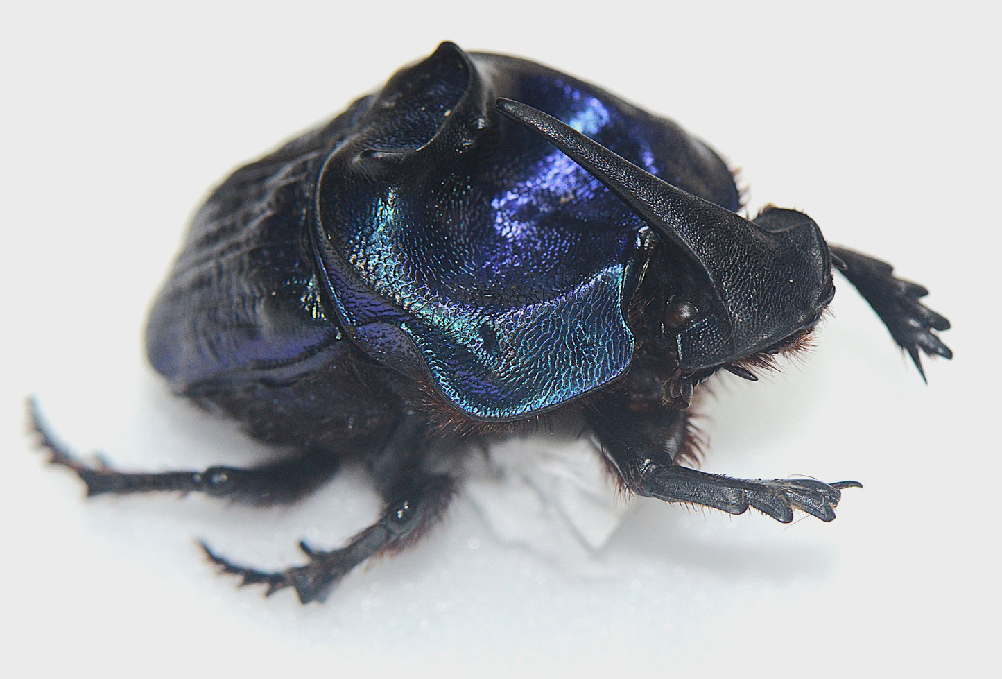 Copraphaneus lancifer