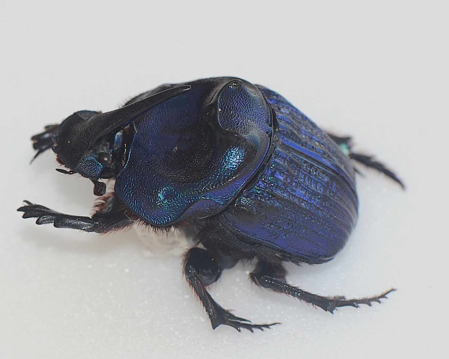 Copraphaneus lancifer