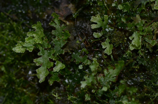 Crepidomanes sp. "Iquitos"