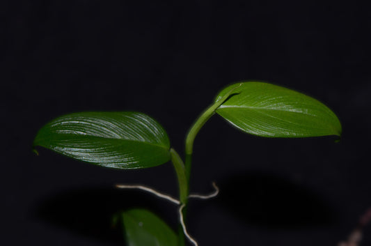 Philodendron "Dark Mountain Mini"