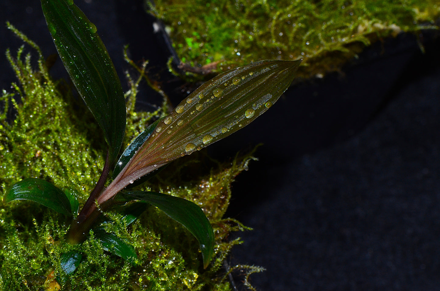 Dicranopygium "Guna Yala"