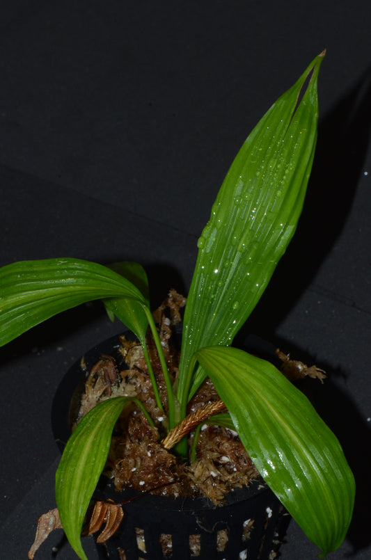 Dicranopygium sp. "Tarapoto"