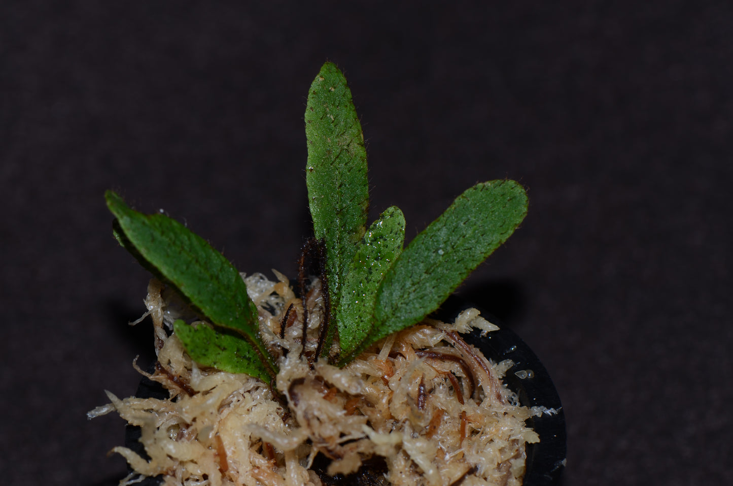 Elaphoglossum aff. crinitum "Central Peru"