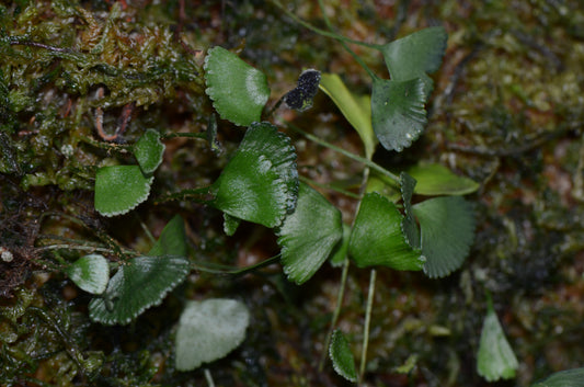 Elaphoglossum peltatum "Peru-Ginko"