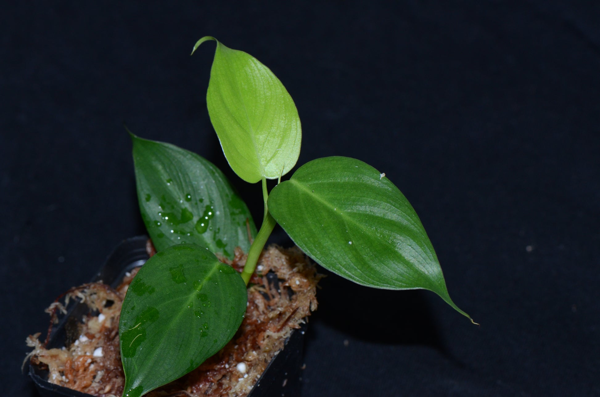 peru philodendron Philodendron sp. "El Camino Type 1" – Understory Enterprises