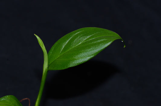 Philodendron sp.  "El Camino Type 2"