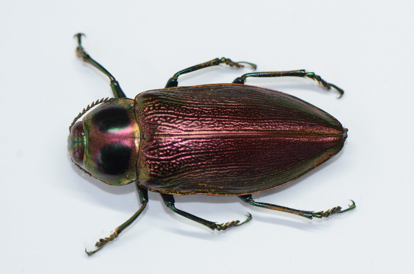 Euchroma gigantea