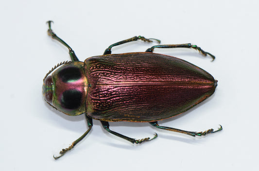 Euchroma gigantea