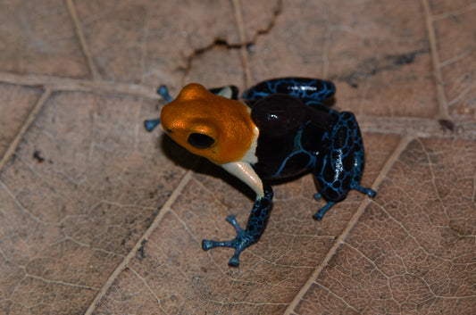 Ranitomeya fantastica "True Nominal"